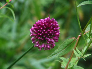 Allium sphaerocephalonKogellook, Kalklook, Trommelstokjes bestellen